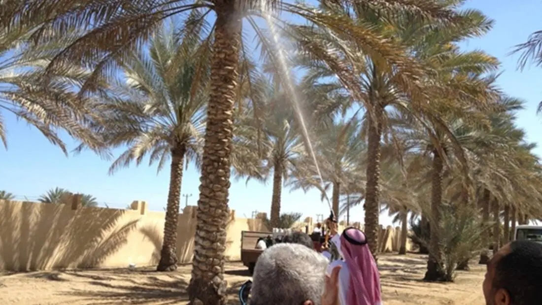 گرده افشان نخل چیست